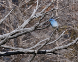 Male Mt Blue Bird